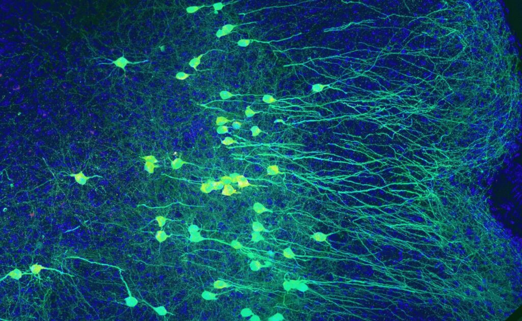 neurons green blue